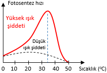 Sıcaklığın Fotosentez Hızına Etkisi